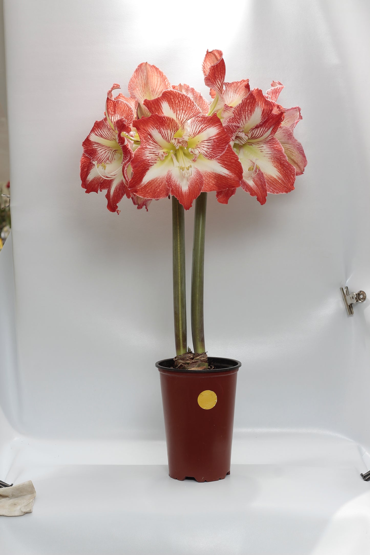 Load image into Gallery viewer, Amaryllis Bulbs
