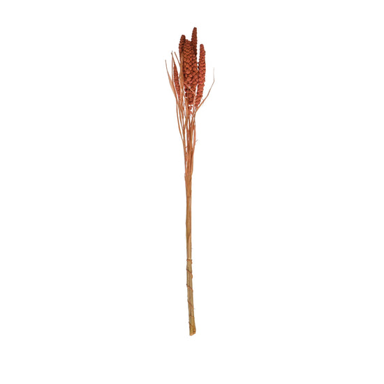 Pink Natural Dried Foxtail Bunch